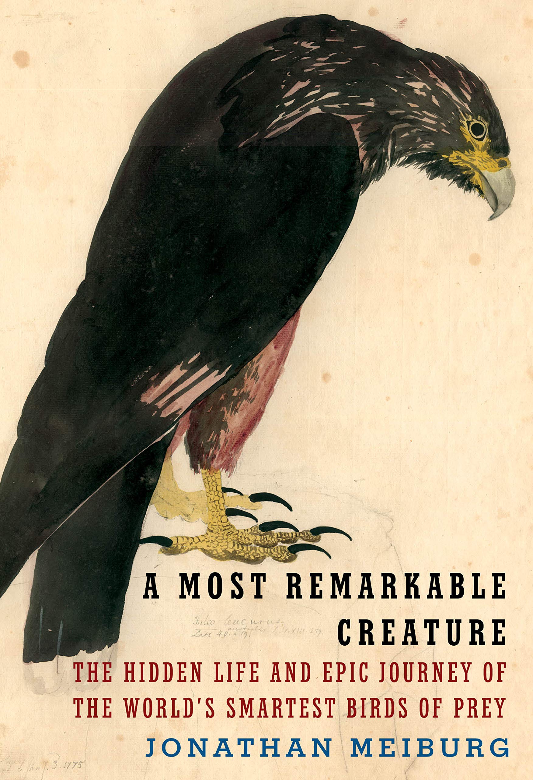 A-Most-Remarkable-Creature